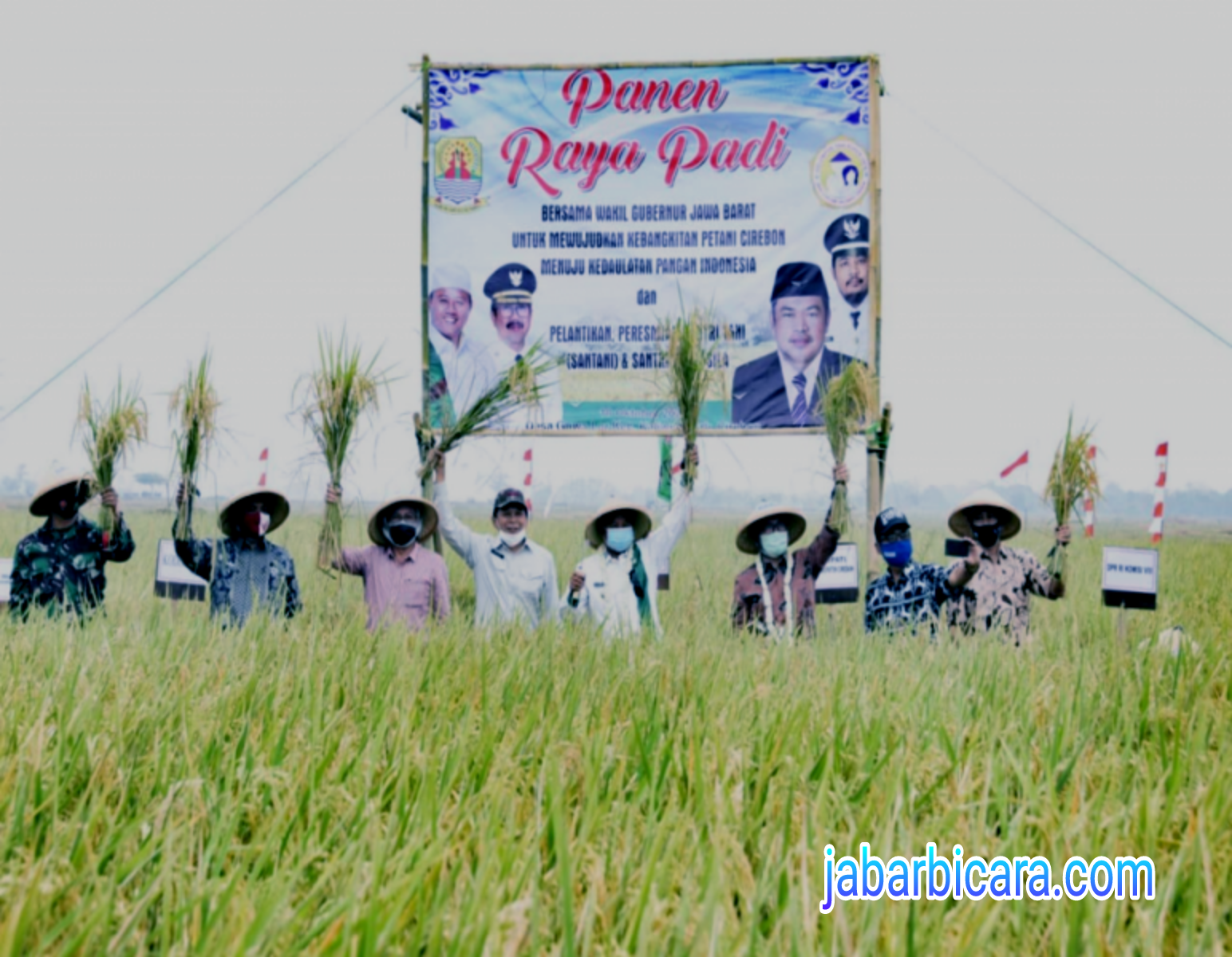 Uu Ruzhanul Hadiri Panen Raya Padi di Kabupaten Cirebon